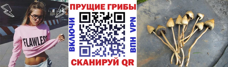 Галлюциногенные грибы Psilocybe  Электросталь 